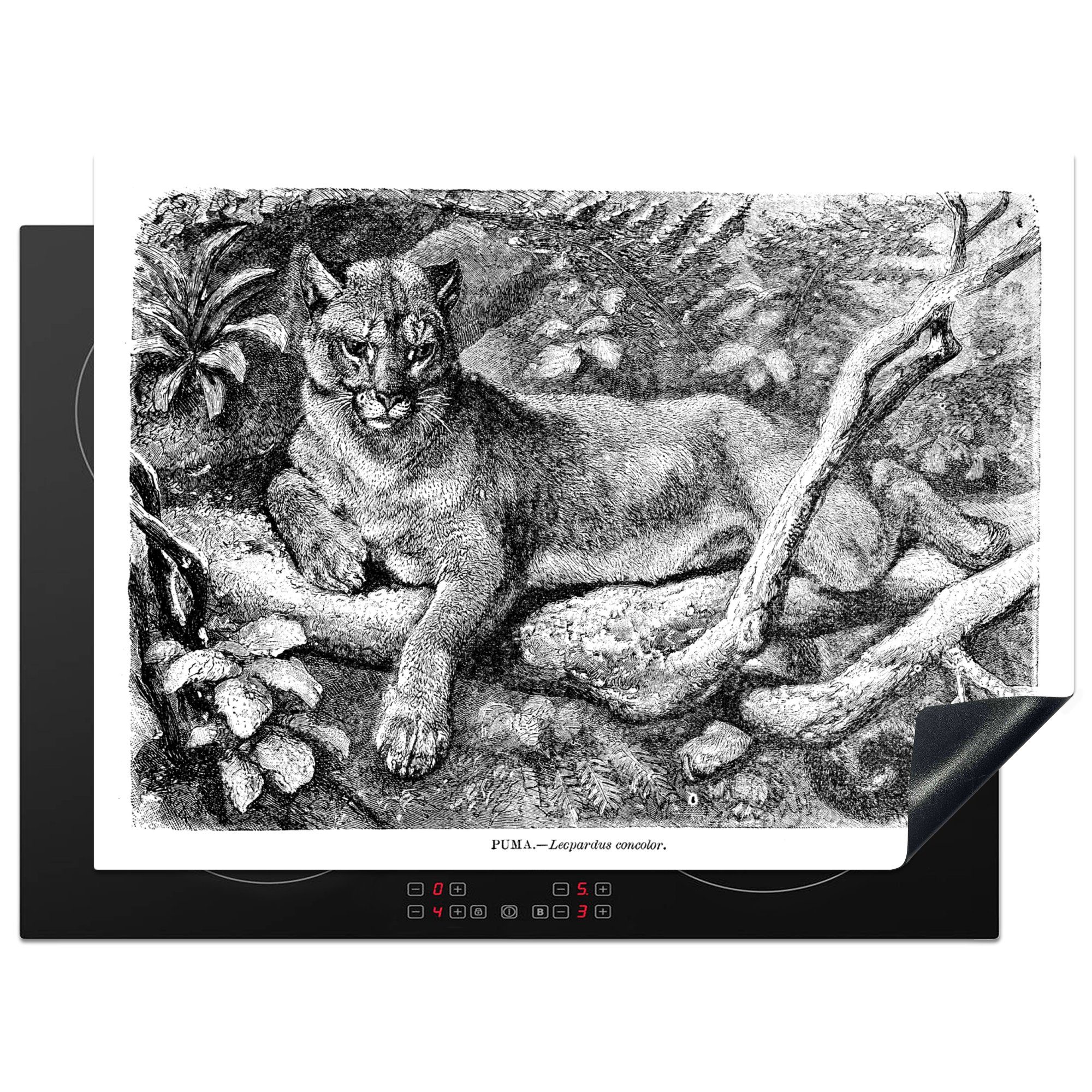 MuchoWow Herdblende-/Abdeckplatte Eine Illustration eines Pumas in einem Baum in schwarz-weiß, Vinyl, (1 tlg), 70x52 cm, Mobile Arbeitsfläche nutzbar, Ceranfeldabdeckung