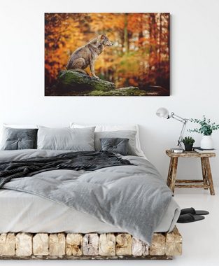 Pixxprint Leinwandbild Wolf sitzt auf einem Stein im Herbstwald, Wolf sitzt auf einem Stein im Herbstwald (1 St), Leinwandbild fertig bespannt, inkl. Zackenaufhänger