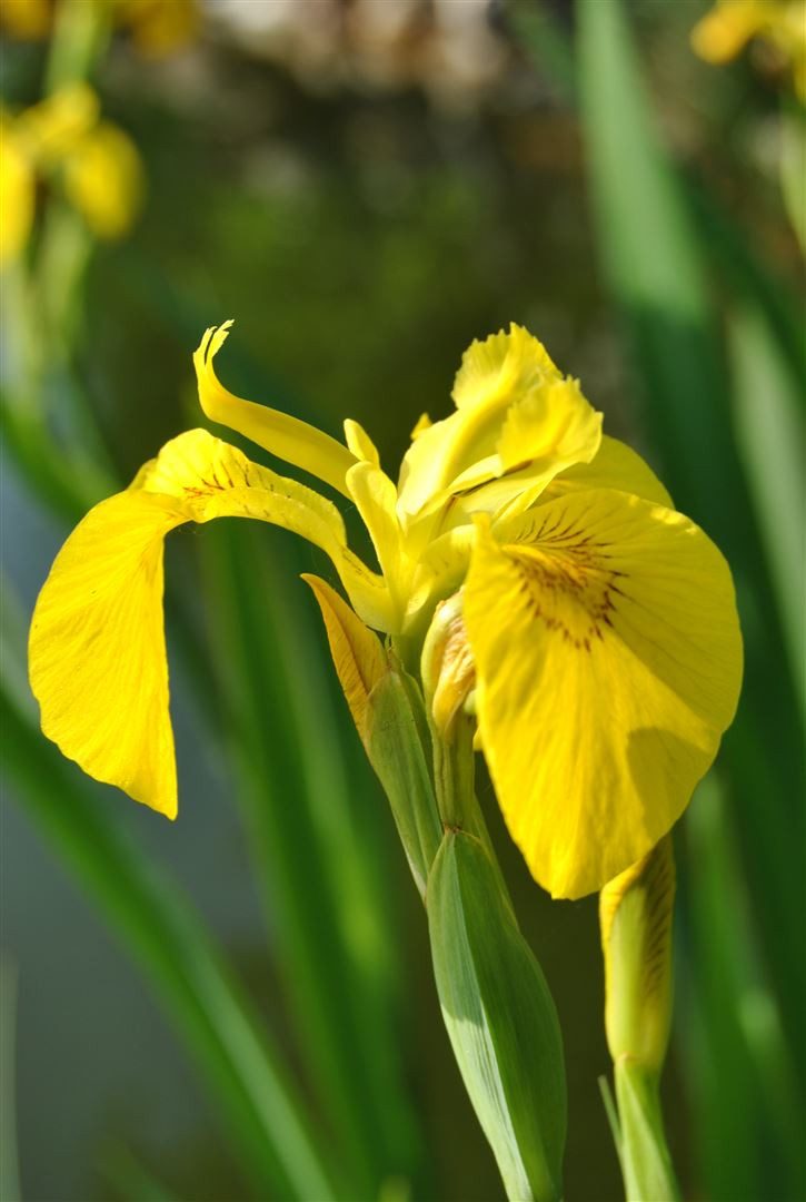 Pflanzen für Dich Staude Iris pseudacorus, 1 St., Sumpfschwertlilie, Gelbe Schwertlilie