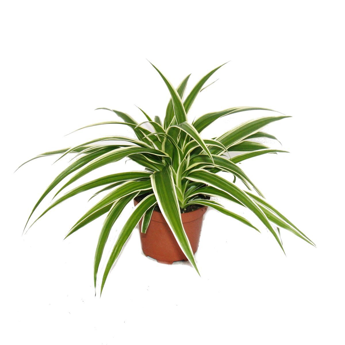 Exotenherz Zimmerpflanze Chlorophytum - Grünlilie - Brautschleppe - 9cm Top günstig online kaufen