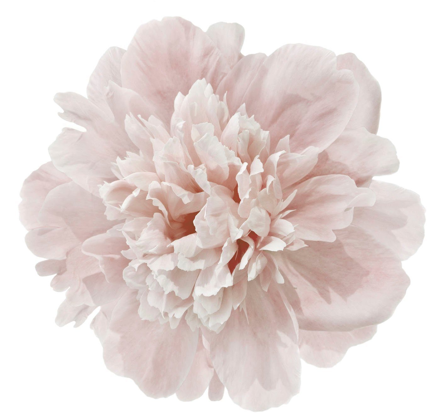 queence Wandtattoo Doreen (1 St), Wandbild, Sticker, rosa, Blume, Blüte, selbstklebend, Pastellfarben