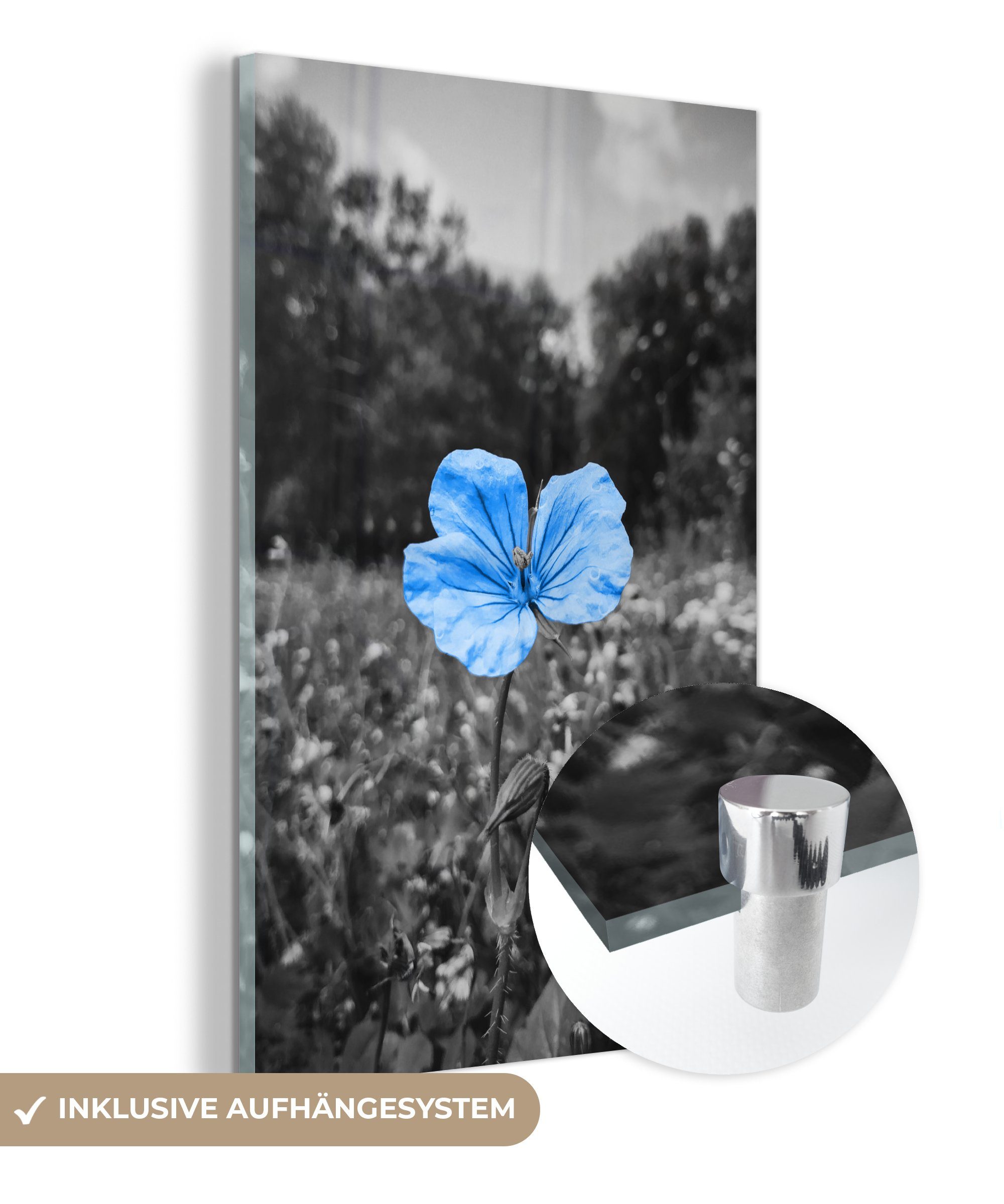 MuchoWow Acrylglasbild Blumen - Schwarz - Weiß - Blau, (1 St), Glasbilder - Bilder auf Glas Wandbild - Foto auf Glas - Wanddekoration bunt