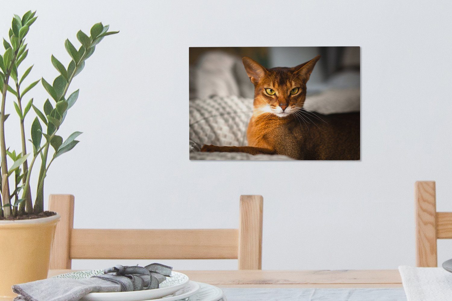 der OneMillionCanvasses® Eine Leinwandbild Leinwandbilder, Sonne, Aufhängefertig, Abessinierkatze cm 30x20 Wandbild liegt in Wanddeko, (1 St),