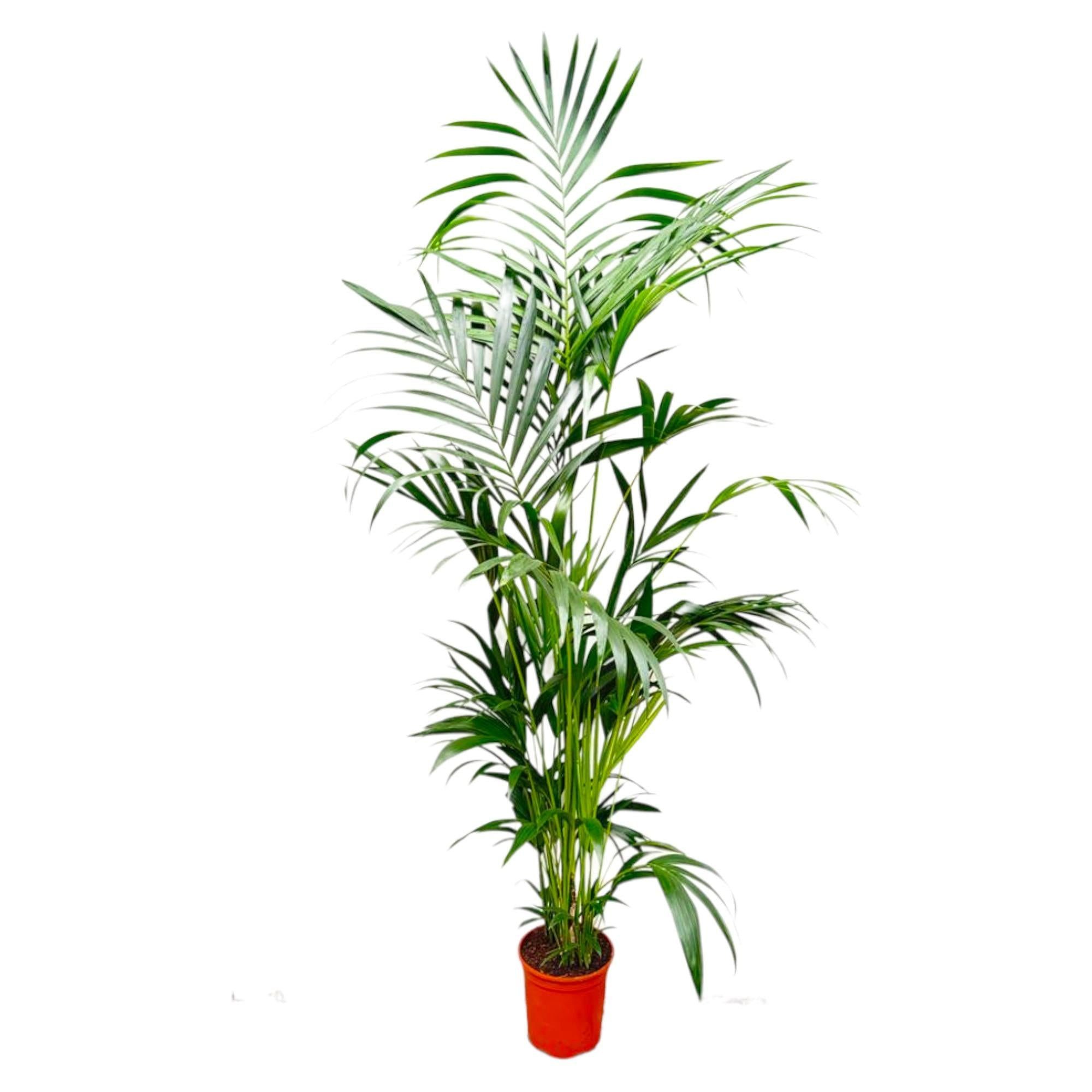 Florora Zimmerpflanze Kentia Palme - Howea Forsteriana - 200 cm – Topf ab Ø35 cm