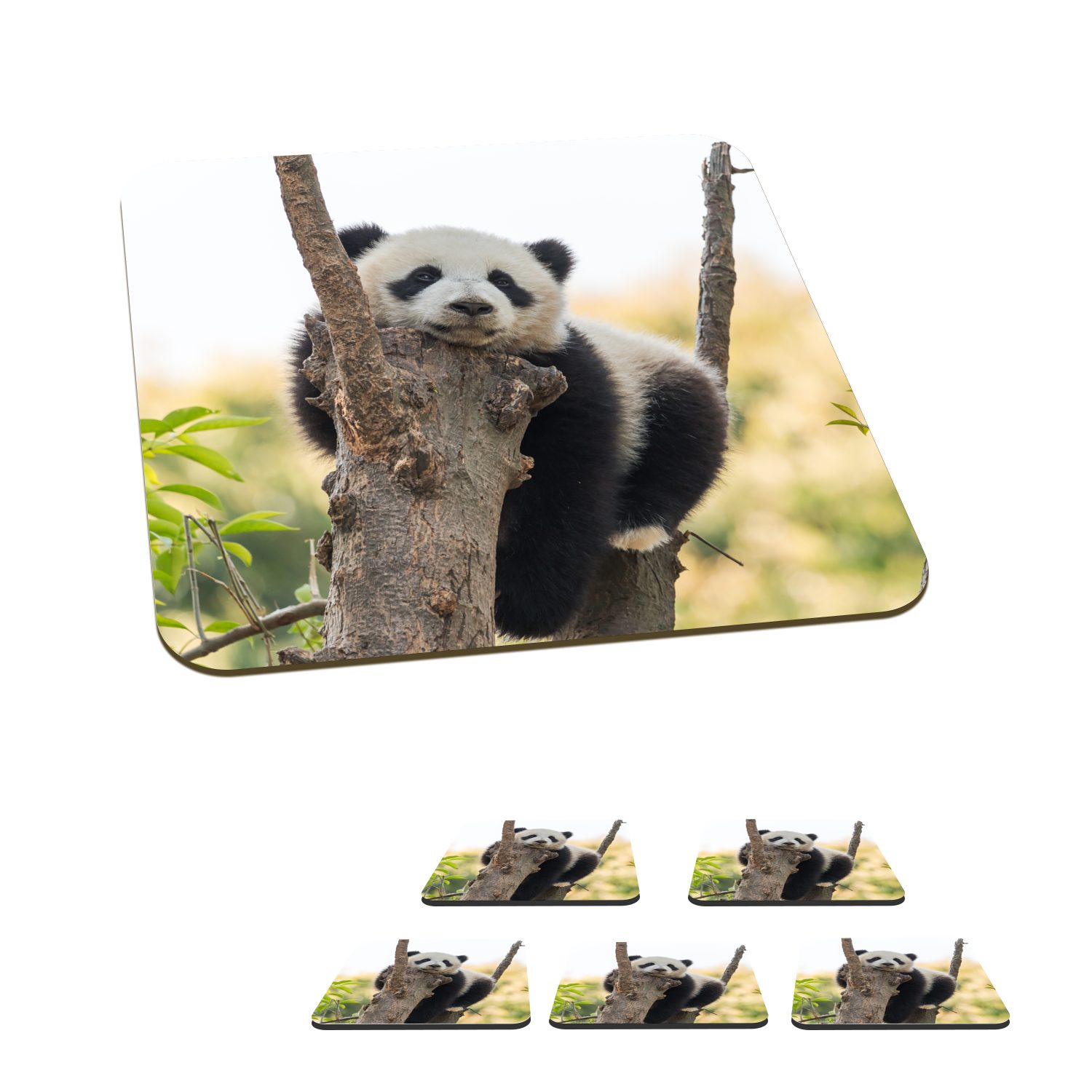 MuchoWow Glasuntersetzer Panda - Baum - Licht, Zubehör für Gläser, 6-tlg., Glasuntersetzer, Tischuntersetzer, Korkuntersetzer, Untersetzer, Tasse