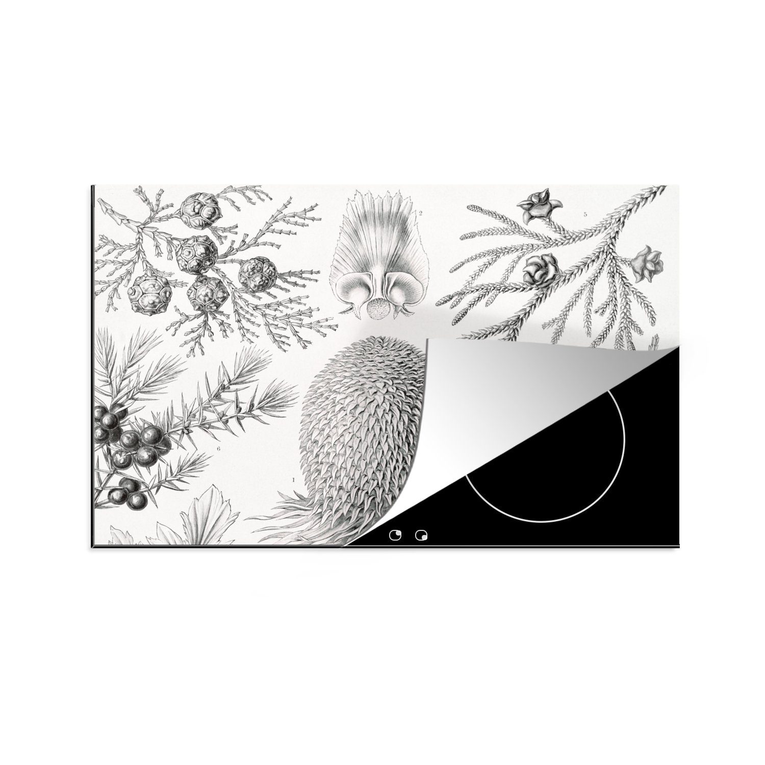 MuchoWow Herdblende-/Abdeckplatte Koniferen - Ernst Haeckel - Kunst - Retro - Illustration - Natur, Vinyl, (1 tlg), 80x52 cm, Induktionskochfeld Schutz für die küche, Ceranfeldabdeckung