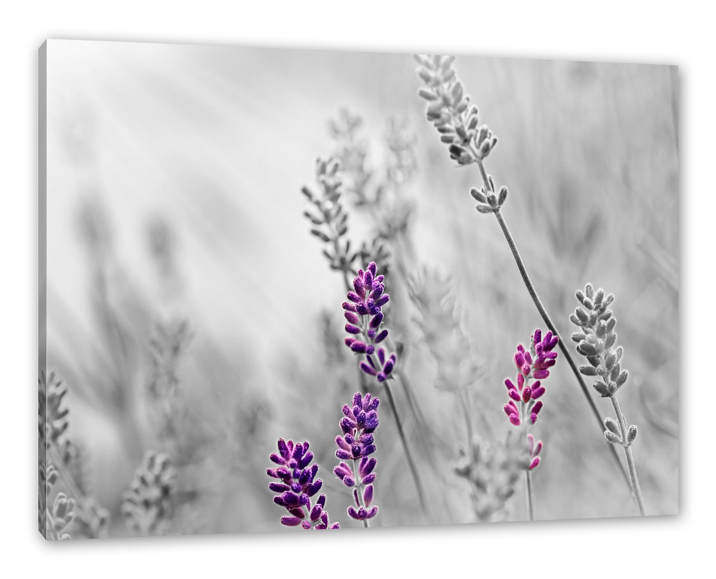 Leinwandbild Leinwandbild Pixxprint schöner schöner inkl. Zackenaufhänger Lavendel (1 Lavendel, St), bespannt, fertig