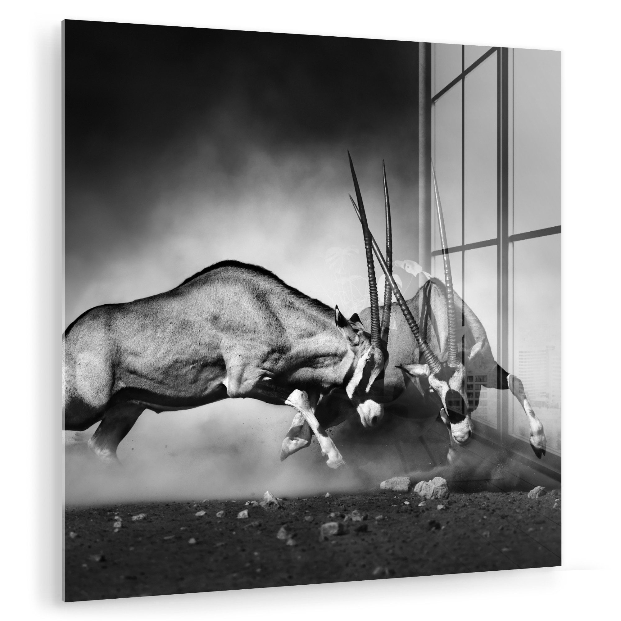 MuchoWow Acrylglasbild Antilope - Schwarz und günstig online kaufen