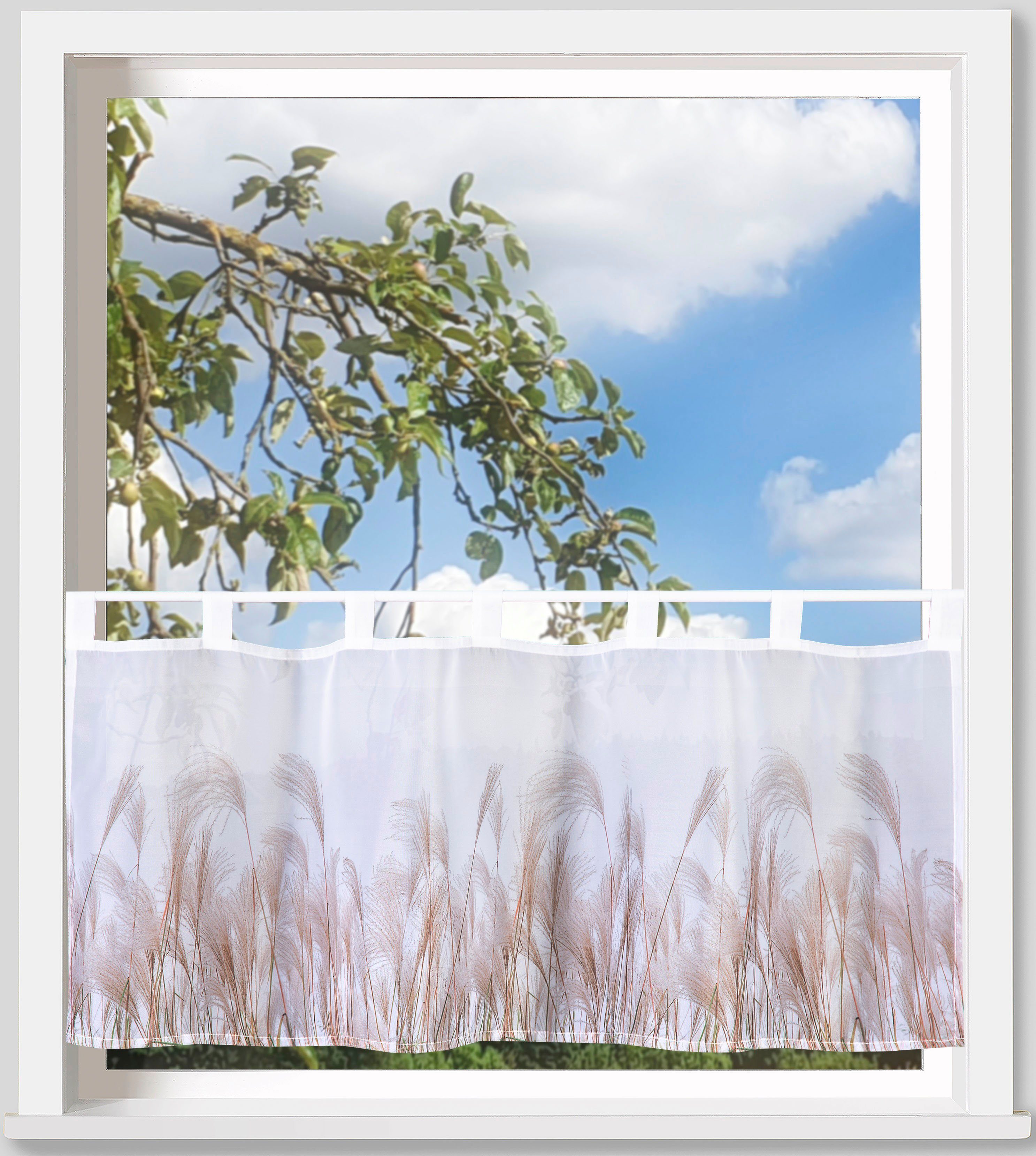 (1 transparent, Bistro, floral, Schlaufen Voile, Gräser, Gardine, Weckbrodt, Voile, St), transparent Pampasgras, Scheibengardine