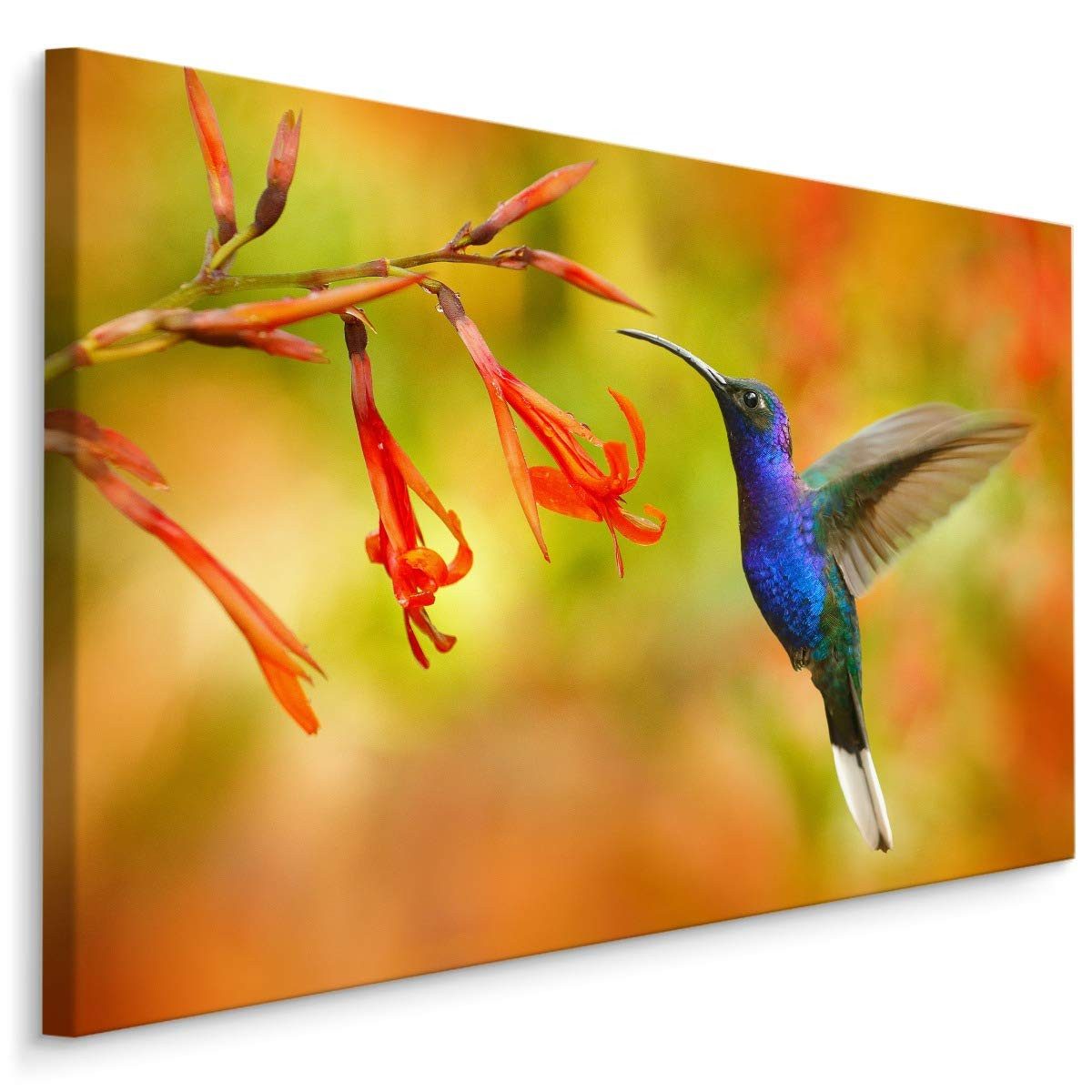 Muralo Leinwandbild Landschaft – Leinwandbild Wandbild Kunstdruck Wohnzimmer, Gewässer (1 St), Tiere – Vogel – Kolibri, 90 x 60 cm, aufhängefertig