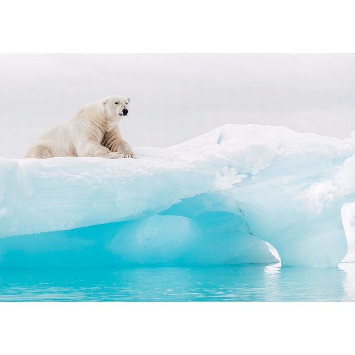 Komar Fototapete Arctic Polar Bear glatt Comic Retro bedruckt mehrfarbig BxH: 400x280 cm