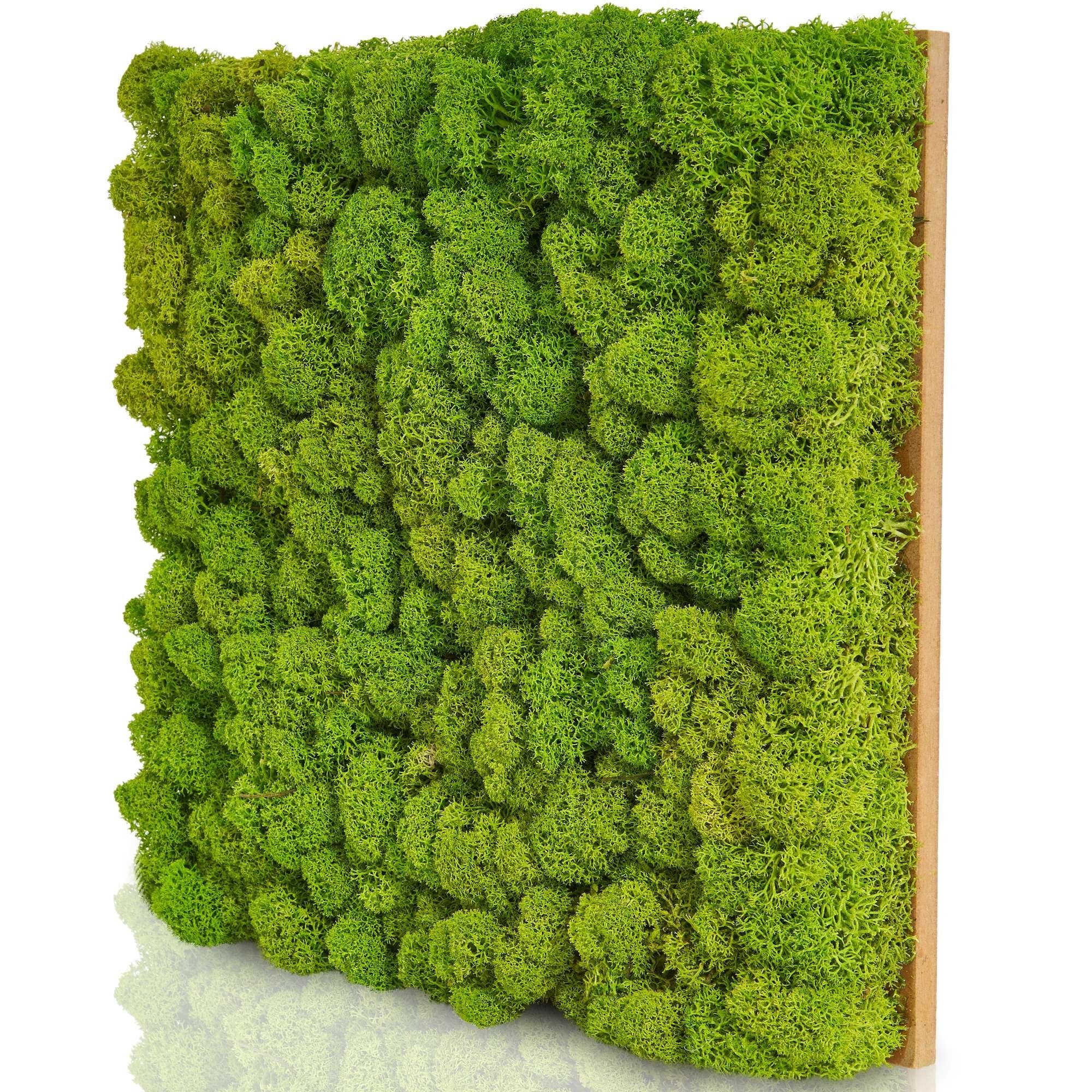 naturewalls Wandpaneel Moospaneele PREMIUM 25x25 -Moosbild günstig online kaufen