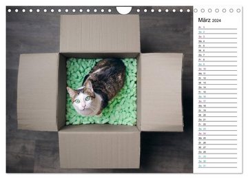 CALVENDO Wandkalender Karton Katzen (Wandkalender 2024 DIN A4 quer), CALVENDO Monatskalender
