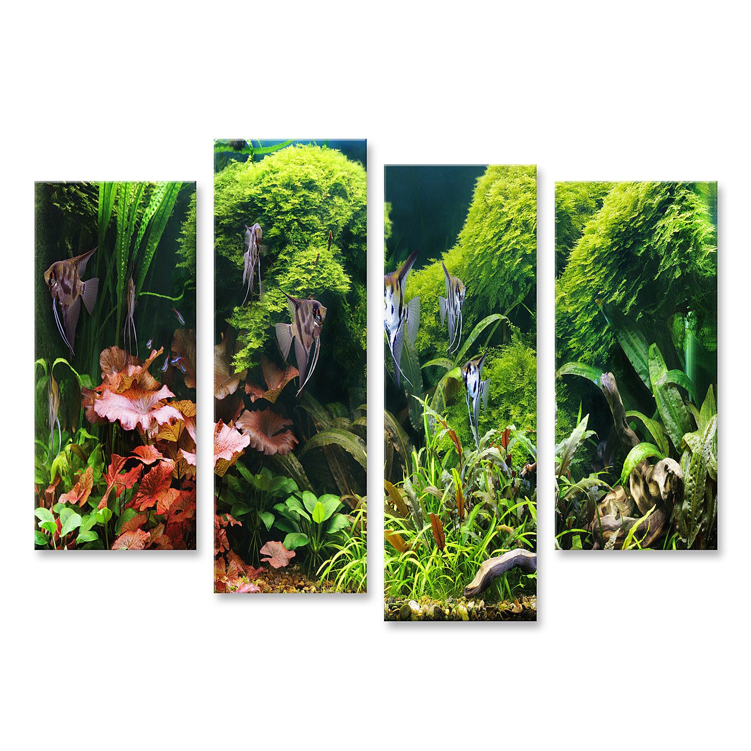 Leinwandbild Dekoratives Aquarium Skalare Bilder
