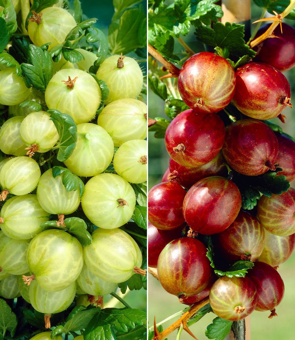 BALDUR Garten Obstpflanze Säulen-Stachelbeeren Kollektion, 2 St., Selbstbefruchtend,winterhart, mehrjährig, pflegeleicht