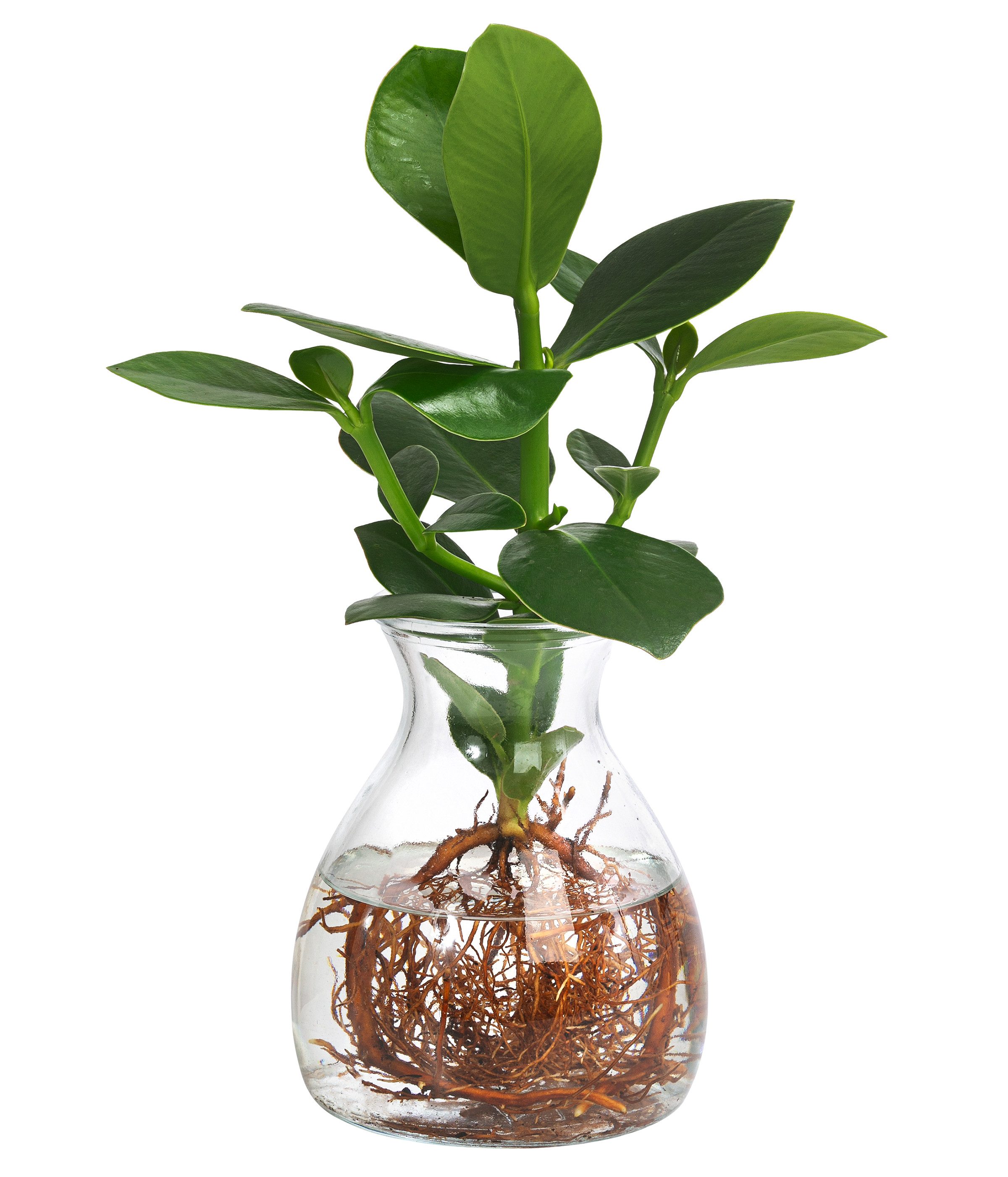 Dehner Zimmerpflanze Waterplant Balsamapfel Kingston, Clusia rosea Princess günstig online kaufen