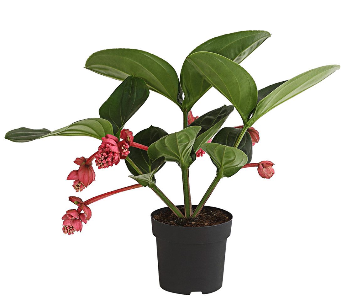 Dehner Zimmerpflanze Zimmerpflanze Flamenco, Medinille, Ø 40-50cm, Exotisch, rote Einzelblüten, ideal für Wintergärten