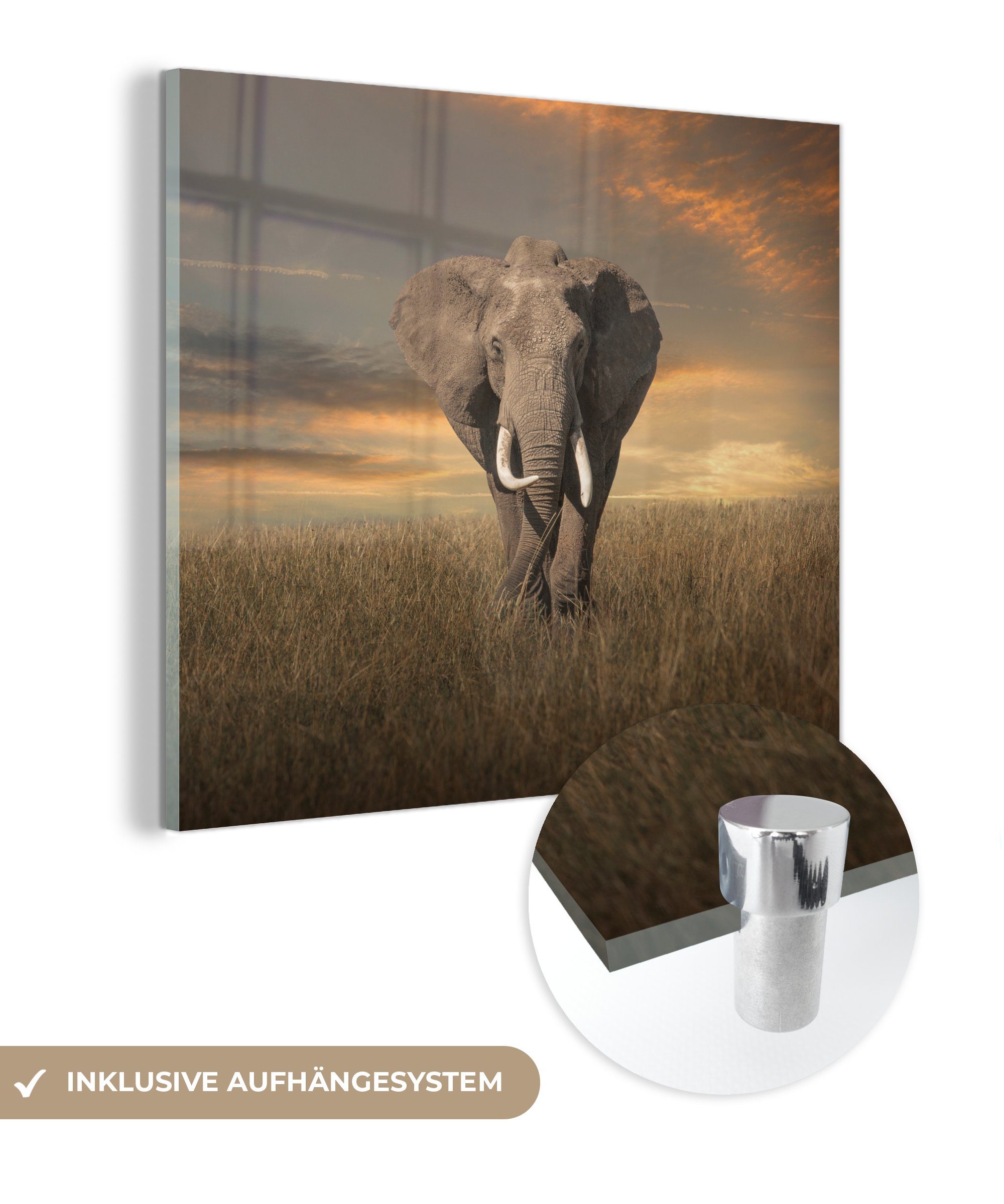 - Glas Wandbild Elefant Gras Glas - Foto Acrylglasbild - Wanddekoration - Bilder - MuchoWow Tiere auf Natur, St), Glasbilder auf (1 -