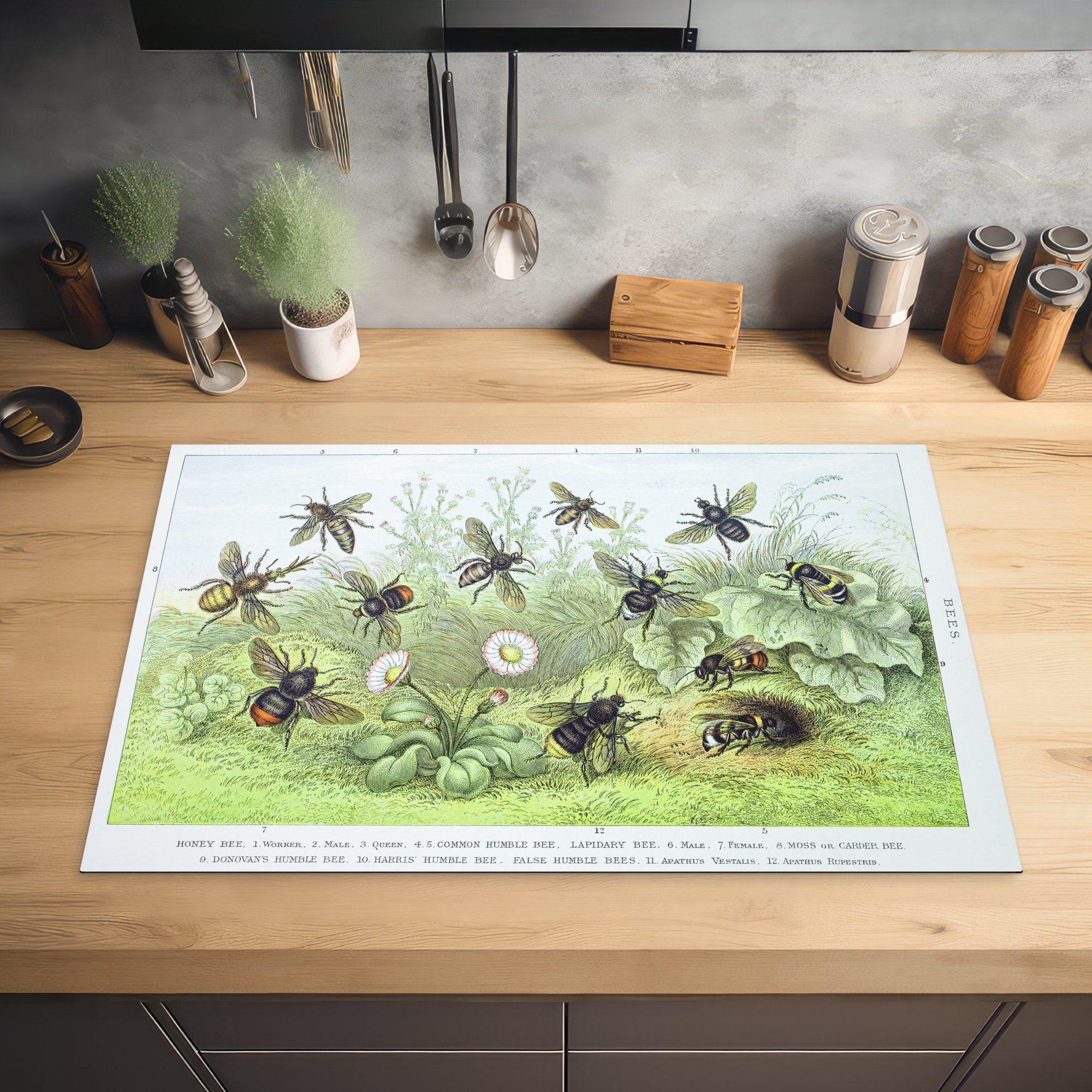 MuchoWow Herdblende-/Abdeckplatte Vinyl, cm, 81x52 die tlg), Botanische Illustration (1 küche, Induktionskochfeld Bienen, Schutz Ceranfeldabdeckung für