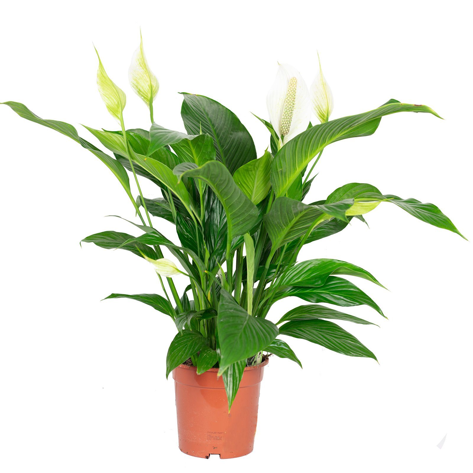 Flowerbox Blumentopf »bepflanzt mit Zimmerpflanze Einblatt - Spathiphyllum  Lauretta - Höhe ca. 70cm, Topf-Ø 19 cm« online kaufen | OTTO