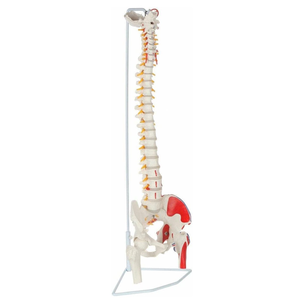 Cranstein Scientific Dekoobjekt Wirbelsäule Anatomie Modell lebensgroß Oberschenkelstümpfen & Muskelm