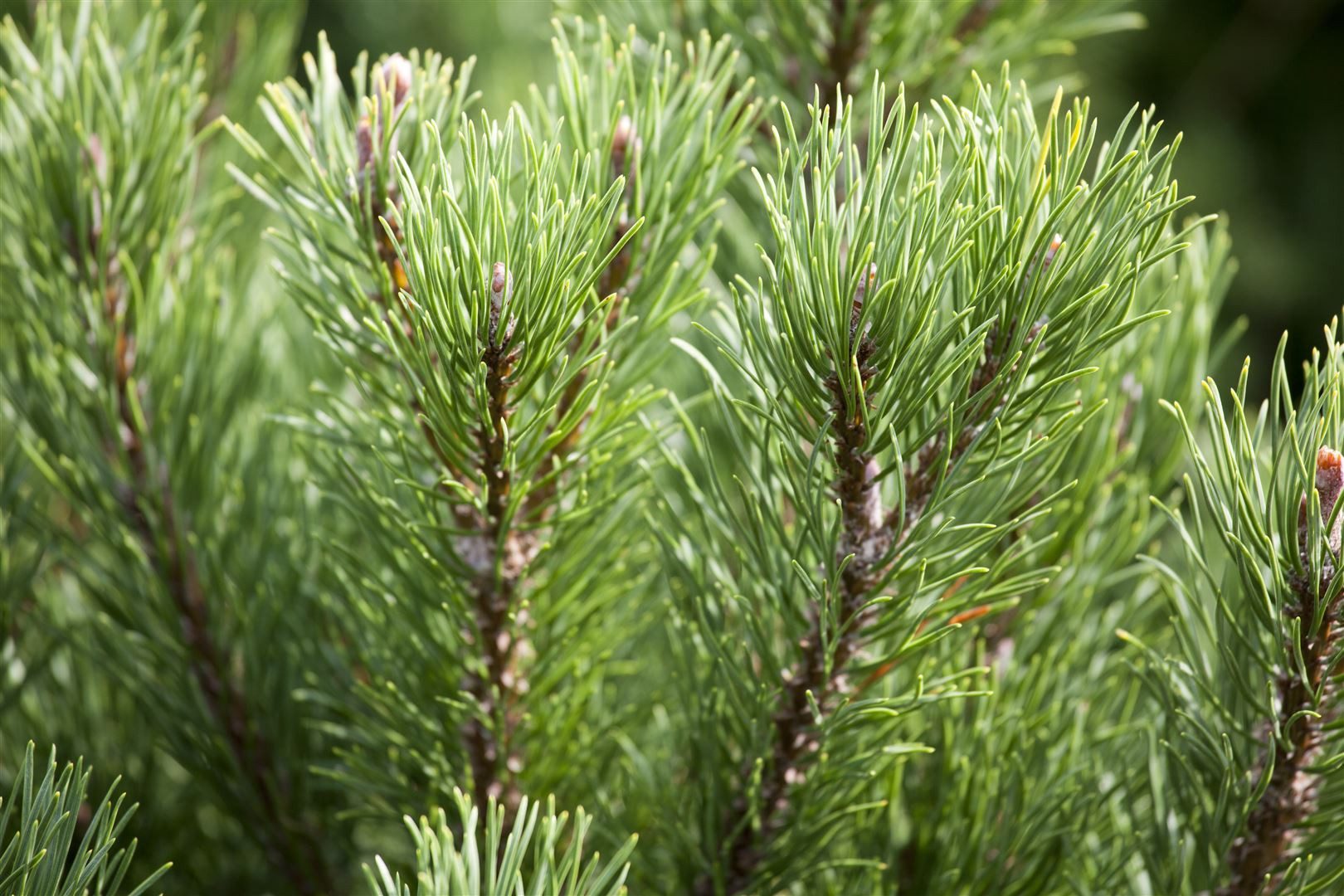 Pflanzen für Dich Konifere Pinus mugo Carstens Wintergold, 1 St., Bergkiefer, Latschenkiefer, Krummholzkiefer, goldgelb, winterhart