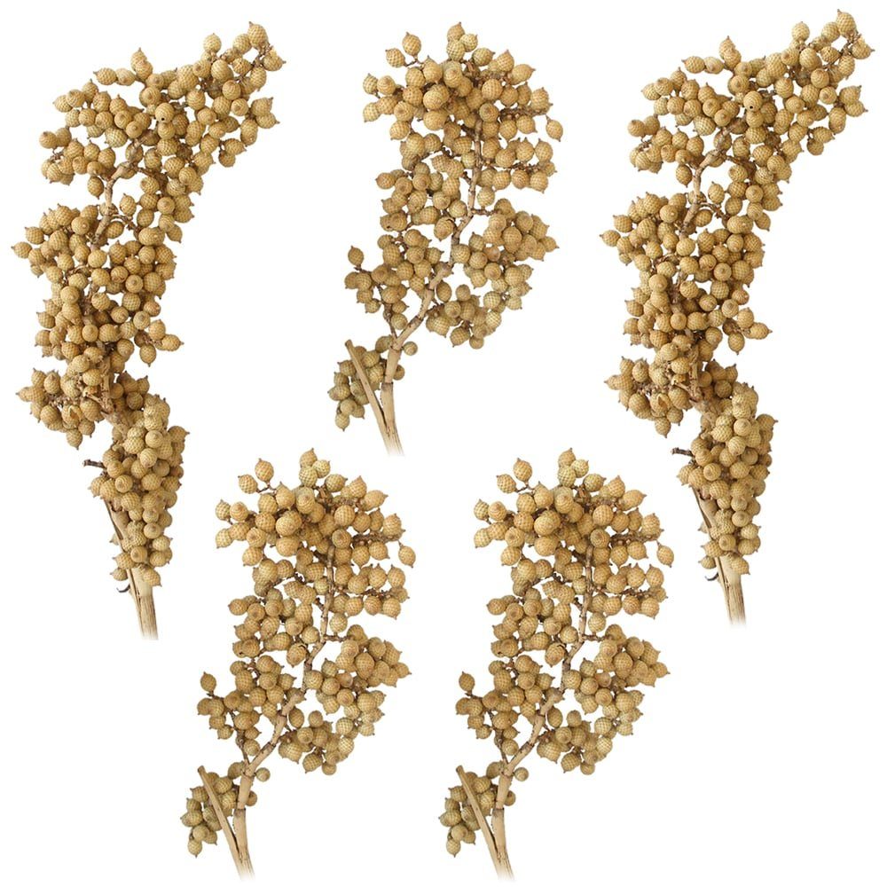 Kunstblume Canella Trockenpflanzen Naturdeko Dekozweige natur 5er Set Trock günstig online kaufen