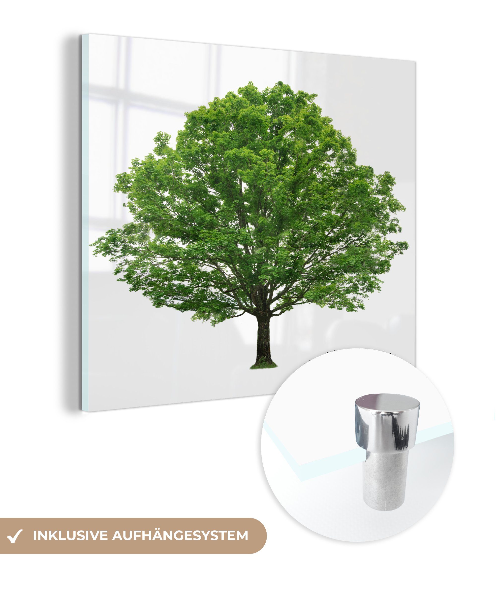 MuchoWow Acrylglasbild Ahornbaum auf weißem Hintergrund, (1 St), Glasbilder - Bilder auf Glas Wandbild - Foto auf Glas - Wanddekoration | Bilder