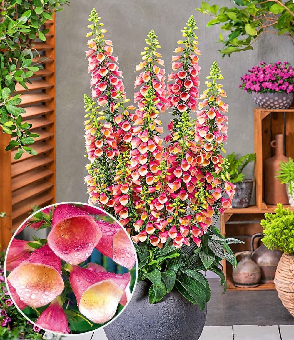 BALDUR Garten Staude Digitalis 'Arctic Fox®', 1 St., Blütenrispen, winterhart, mehrjährig, pflegeleicht