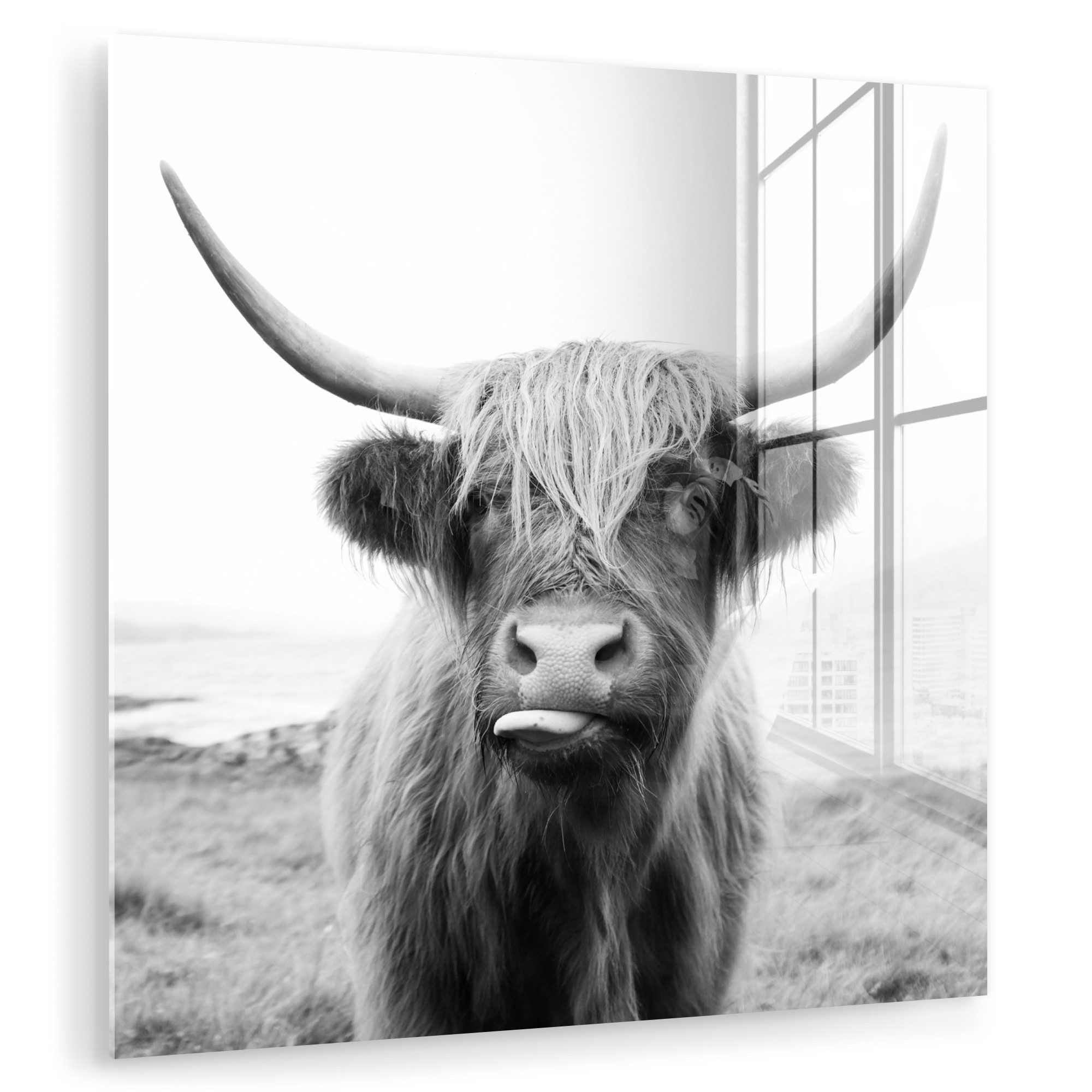 MuchoWow Acrylglasbild Tiere - Schottischer Highlander günstig online kaufen