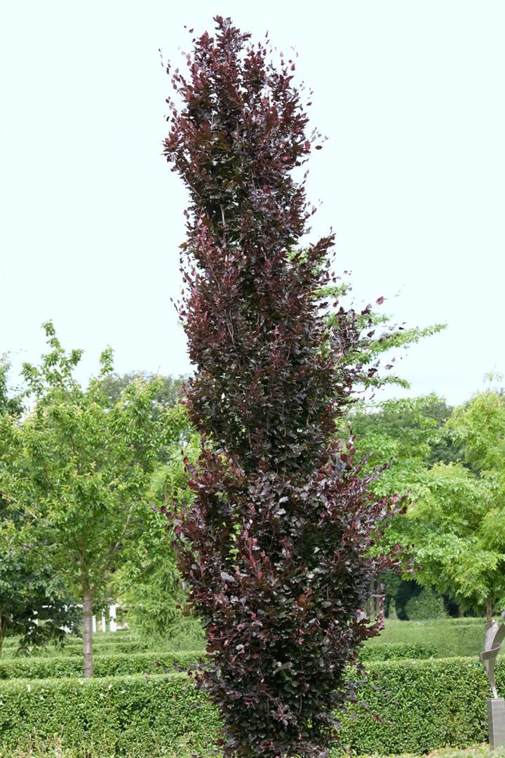 Pflanzen für Dich Hecken Fagus sylvatica Rohanii, 1 St., Rotbuche, Blutbuche, rotlaubig, schnittverträglich