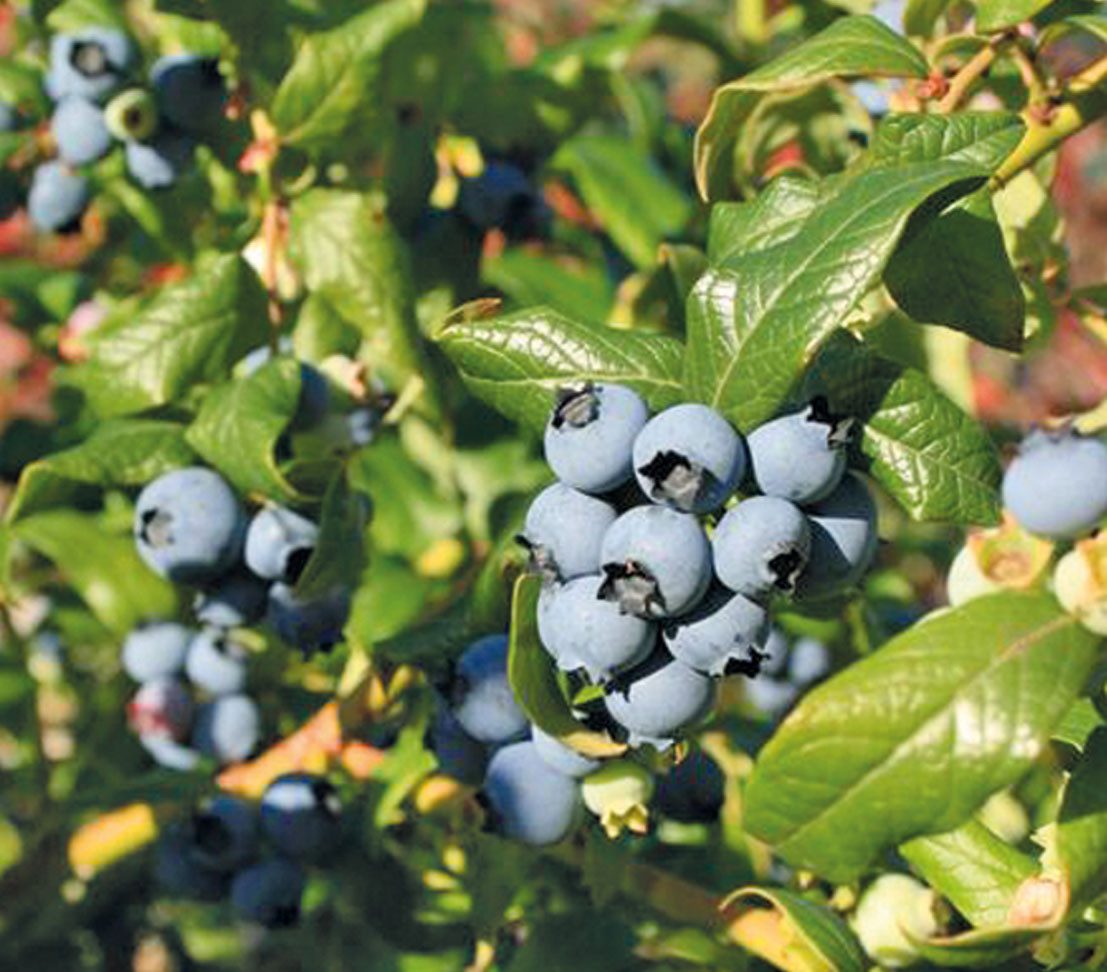 Dehner Heidelbeere Hortblue Petite®, Vaccinium corymbosum, süsse Früchte, Selbstbefruchtersorte mit niedrigem, Strauch-förmigem Wuchs
