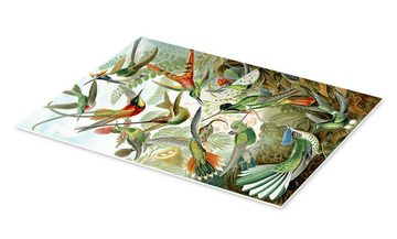 Posterlounge Forex-Bild Ernst Haeckel, Kolibris, Trochilidae (Kunstformen der Natur, 1899), Malerei