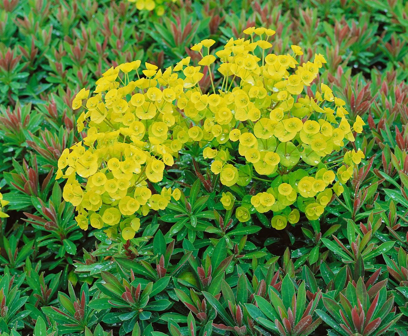 Pflanzen für Dich Staude Euphorbia martinii, 1 St., Martin-Wolfsmilch, Wolfsmilch