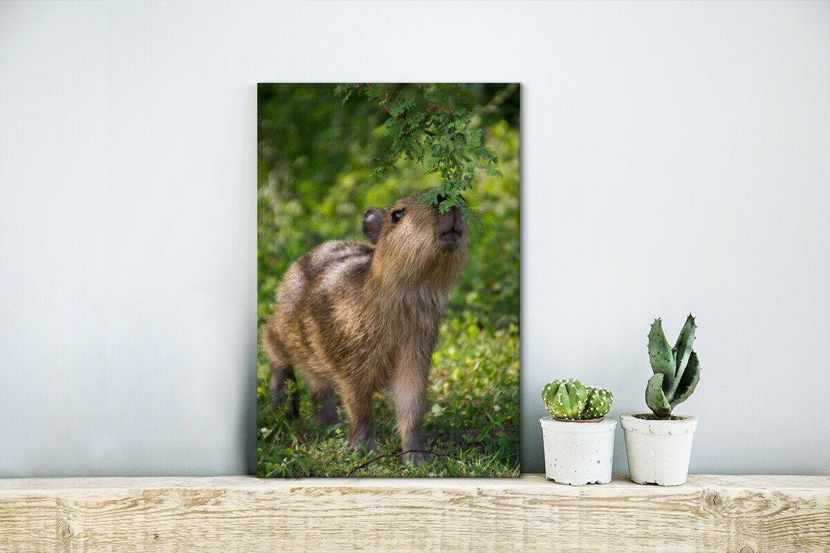 Leinwandbild grünen Blätter, Zackenaufhänger, frisst Ein Leinwandbild Wasserschweinbaby die cm Gemälde, bespannt OneMillionCanvasses® 20x30 inkl. (1 fertig St),