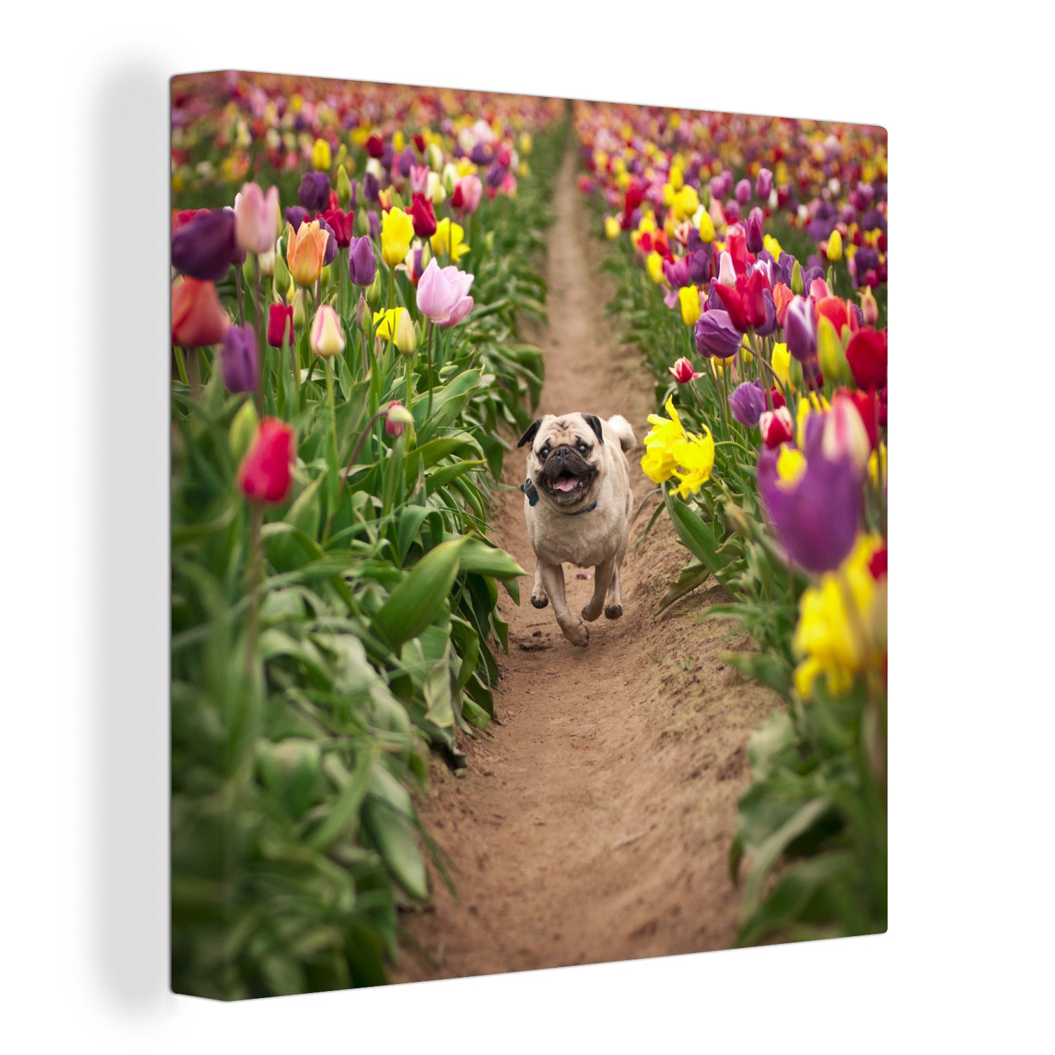 OneMillionCanvasses® Leinwandbild Mops - Tulpen - Blumen, (1 St), Leinwand Bilder für Wohnzimmer Schlafzimmer
