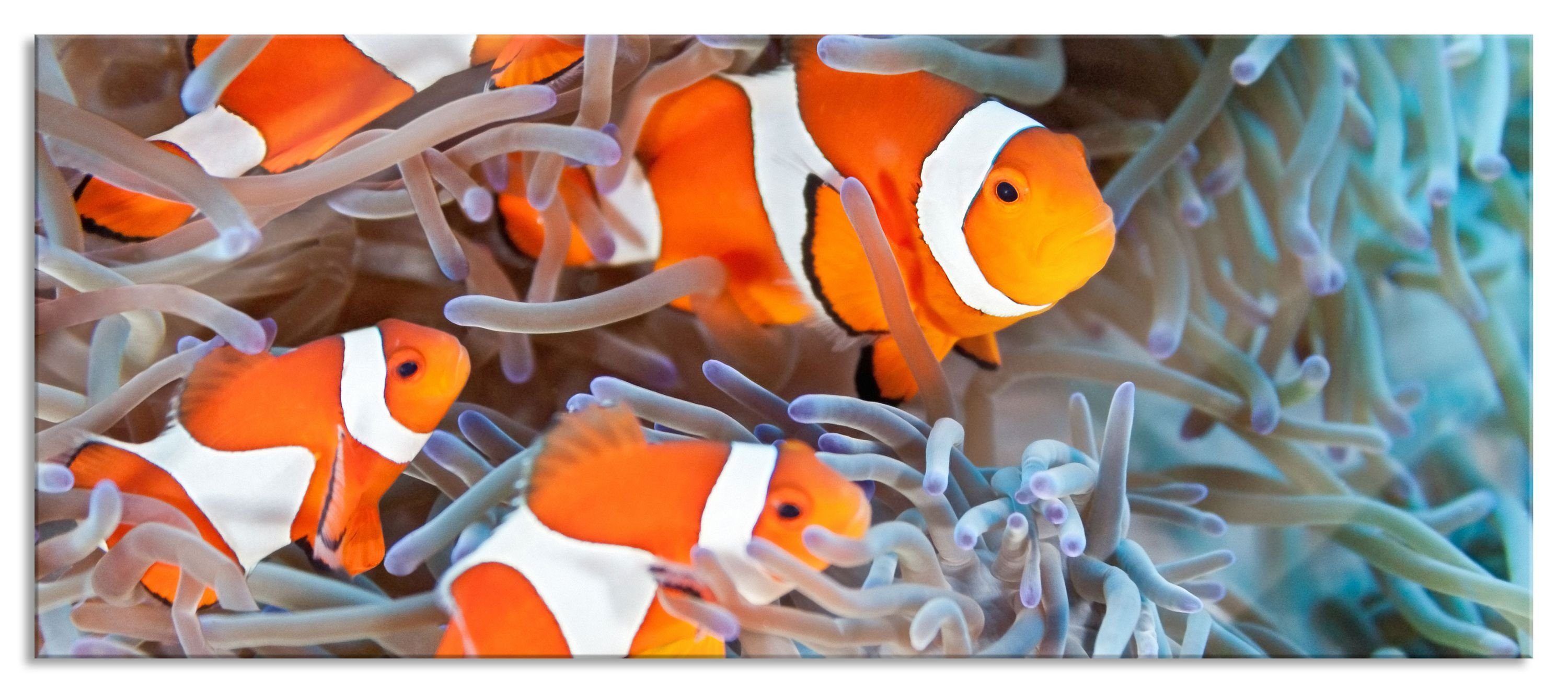 Glasbild inkl. Anemone Echtglas, Clownsfische Anemone, (1 Clownsfische in Aufhängungen in Glasbild Pixxprint und aus Abstandshalter St),