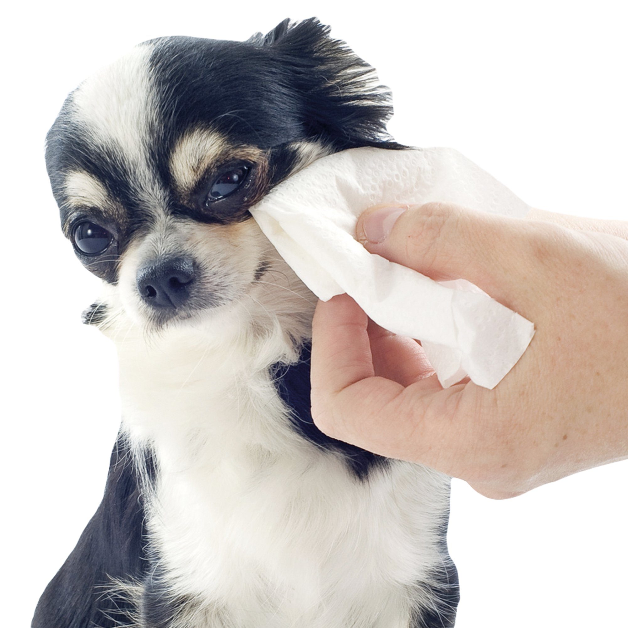 Schecker Augenpflege-Set Augenpflege-Set Lotion & für -Tücher Hunde, 2-tlg