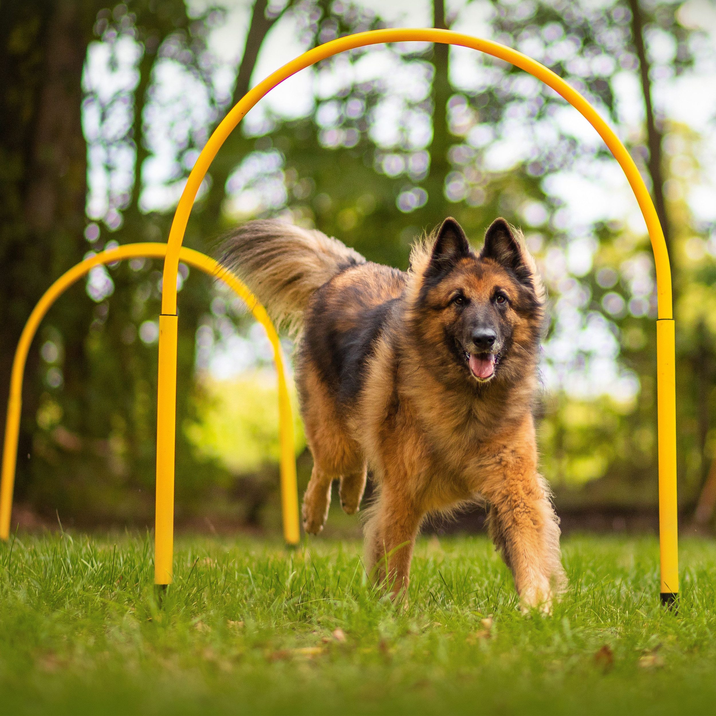 Superhund Agility-Slalom Hoopers Hoop aus Kunststoff – Trainingsgerät für Hundesport – flexibel