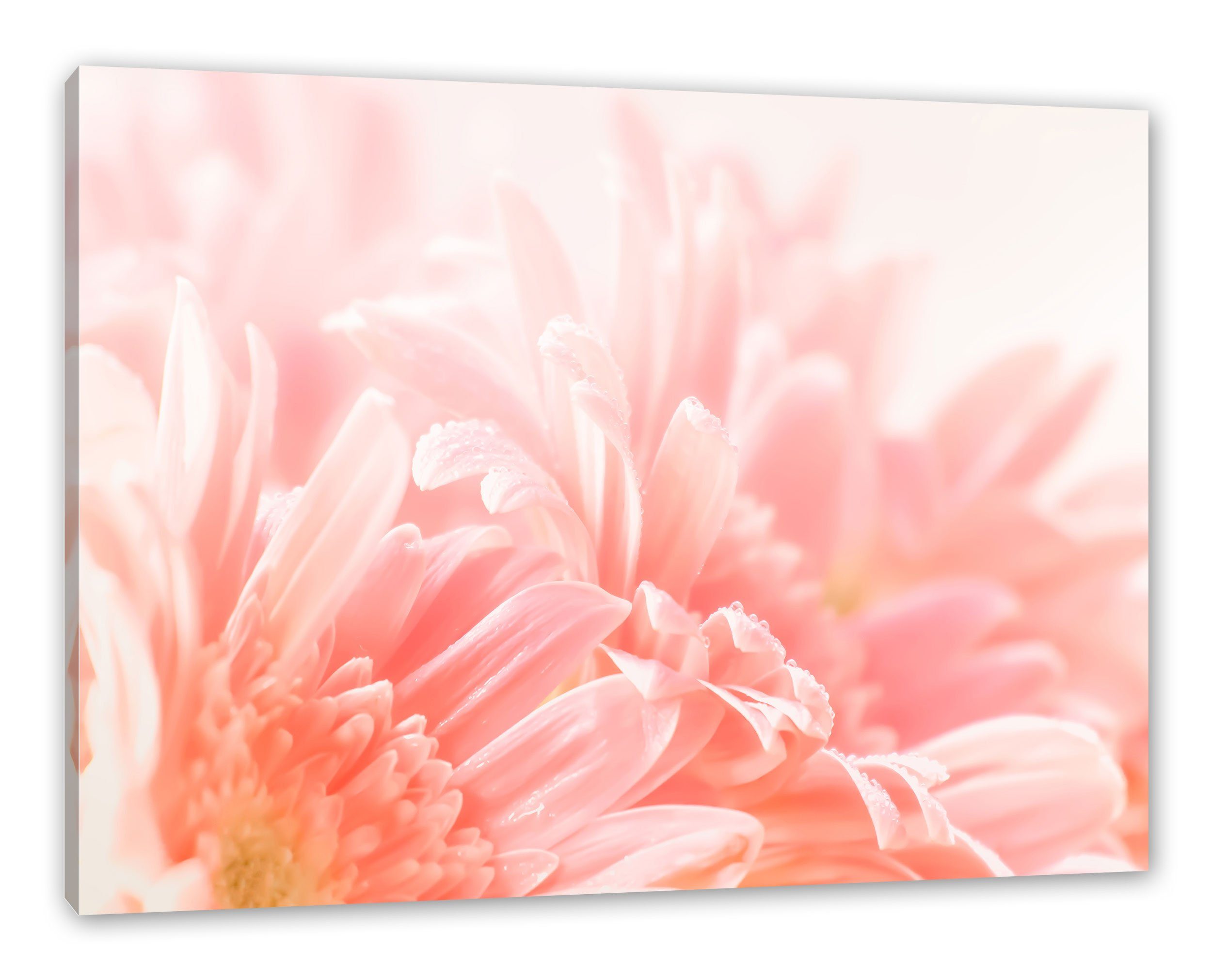 Pixxprint Leinwandbild Gerbera Blume, Gerbera Blume (1 St), Leinwandbild fertig bespannt, inkl. Zackenaufhänger