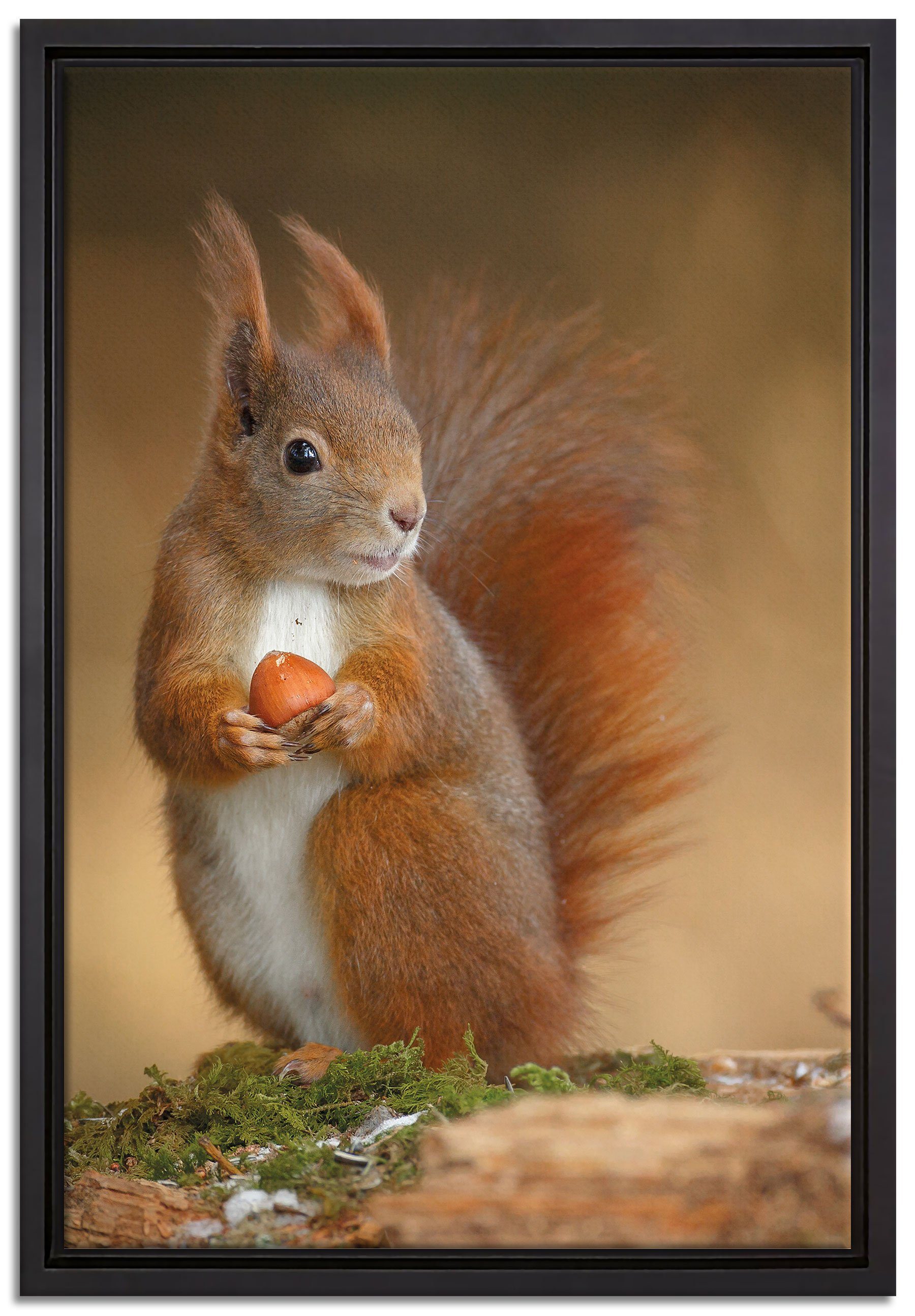 Pixxprint Leinwandbild Freches Eichhörnchen mit Nuss, Wanddekoration (1 St), Leinwandbild fertig bespannt, in einem Schattenfugen-Bilderrahmen gefasst, inkl. Zackenaufhänger