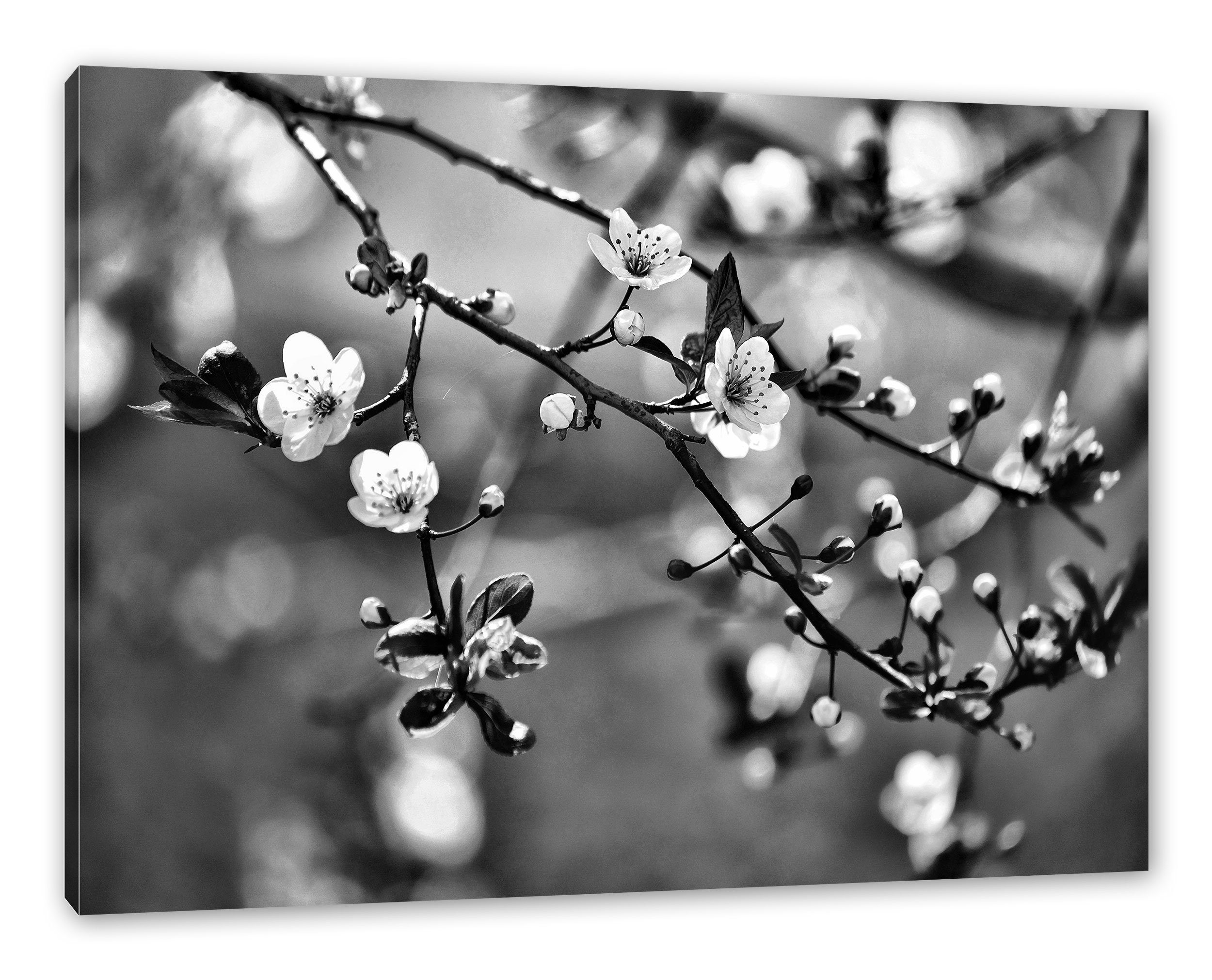Sakura inkl. Zackenaufhänger St), Blüten (1 Leinwandbild Pixxprint Blüten, bespannt, Sakura fertig Exotische Leinwandbild Exotische