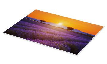 Posterlounge Forex-Bild Editors Choice, Sonne über dem Lavendel, Mediterran Fotografie