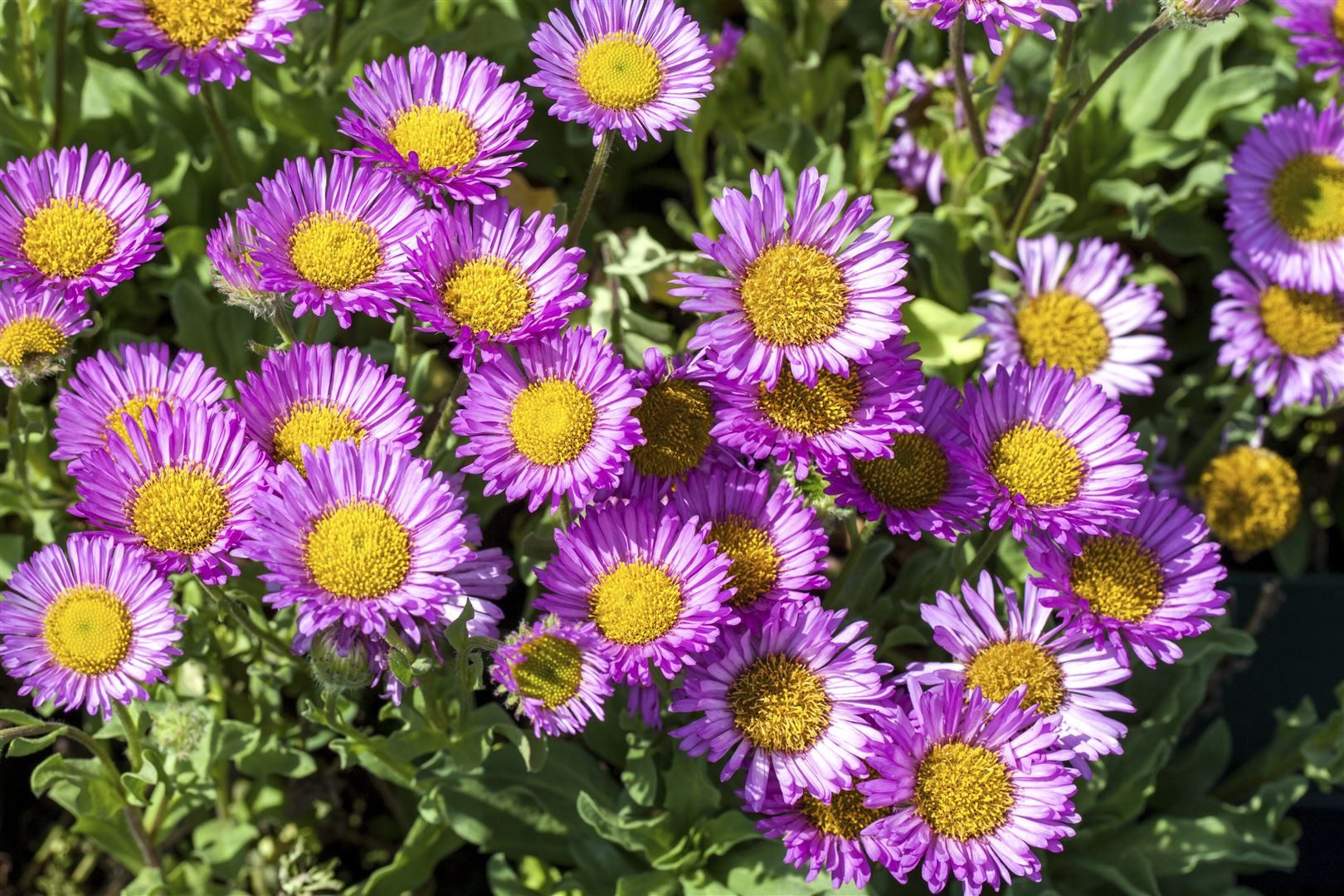 Pflanzen für Dich Staude Erigeron glaucus Sea Breeze, 1 St., Strand-Berufkraut, Strand-Erigeron