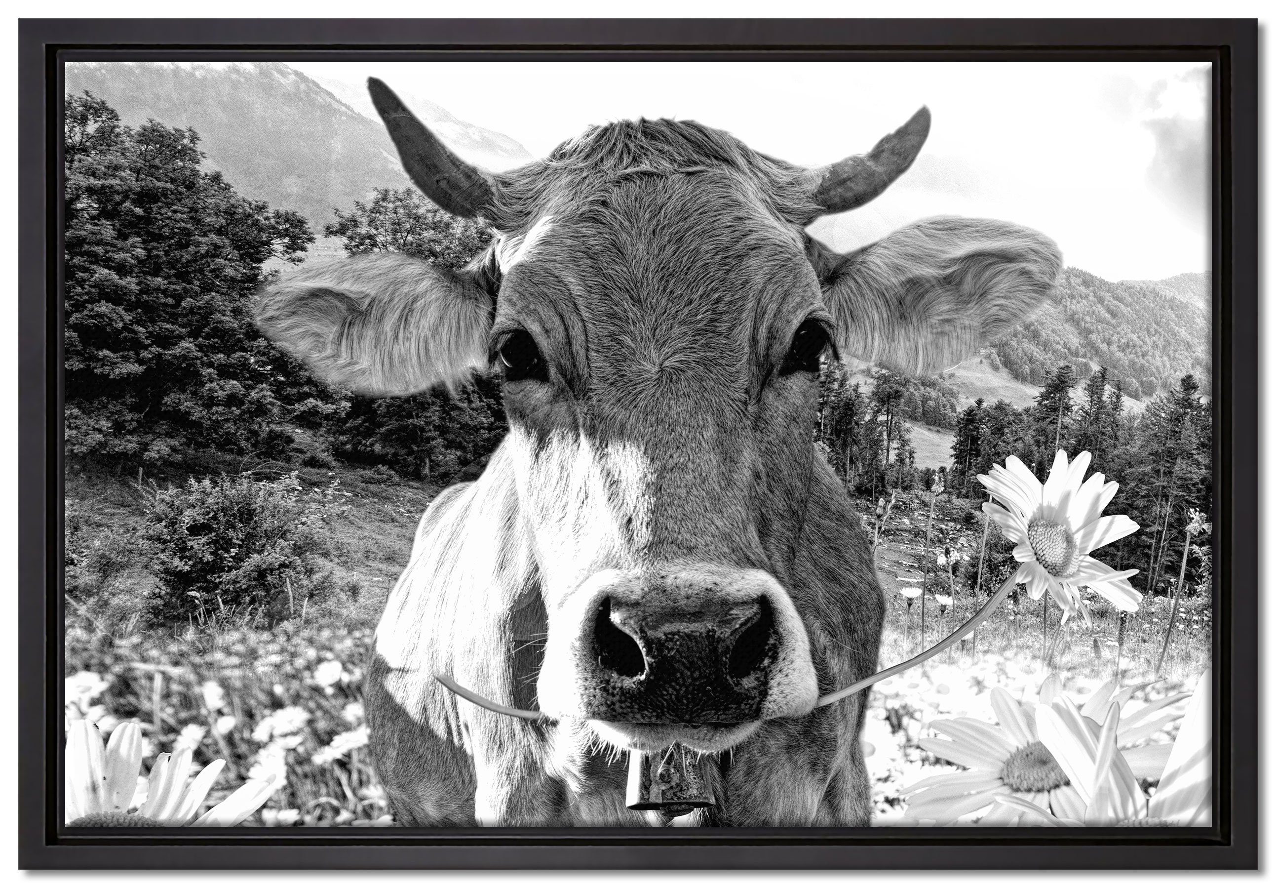 Pixxprint Leinwandbild Nahaufnahme Kuh mit Margerite, Monochrome, Wanddekoration (1 St), Leinwandbild fertig bespannt, in einem Schattenfugen-Bilderrahmen gefasst, inkl. Zackenaufhänger