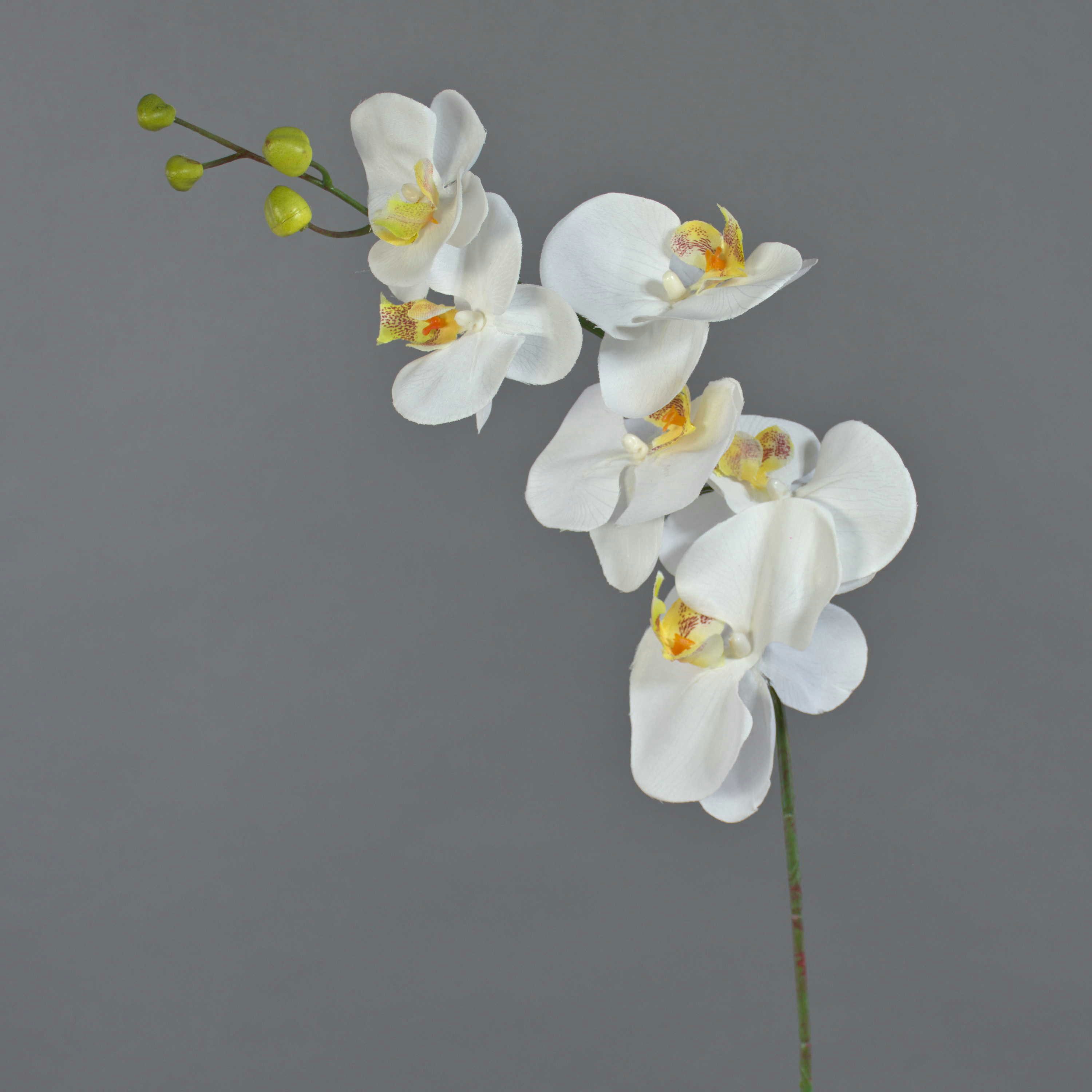 Kunstorchidee Dekozweig Phalaenopsis Orchidee LANUA, Creme, 75 cm Orchidee (Orchidee phalaenopsis), artplants, Höhe 70.0 cm