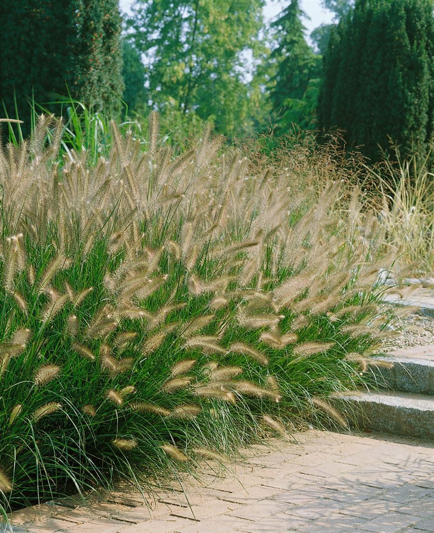 Pflanzen für Dich Gräser Pennisetum alopec. Japonicum, 1 St., Lampenputzergras, Federborstengras, zartgrün, federartige Blütenstände