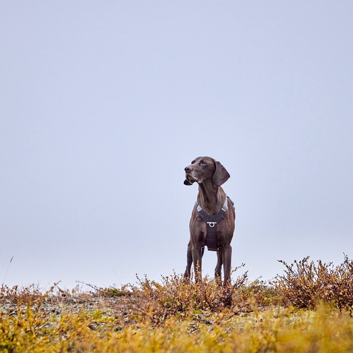 HURTTA Hunde-Geschirr Hundegeschirr Rover Harness raven
