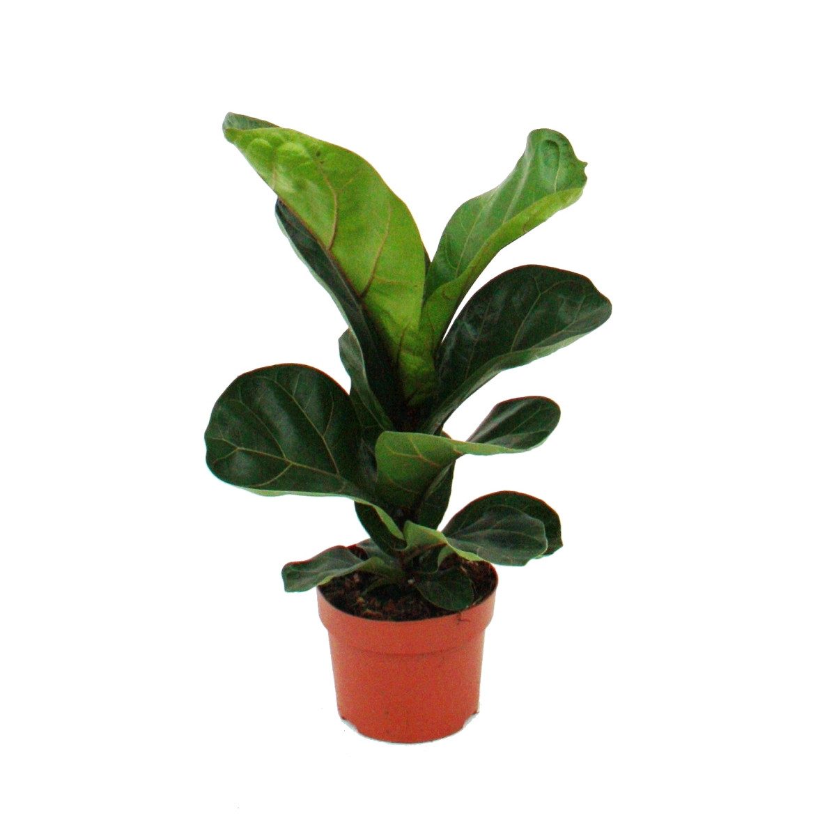 Exotenherz Zimmerpflanze Ficus lyrata, Geigenfeige 12cm Topf