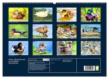 CALVENDO Wandkalender Enten. Bezaubernde und beliebte Schwimmer (Premium, hochwertiger DIN A2 Wandkalender 2023, Kunstdruck in Hochglanz)